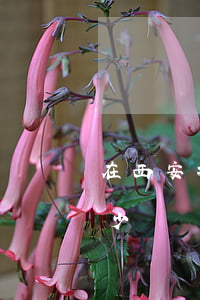 在西安找離婚律師大概多少錢(離婚找律師多少錢?)