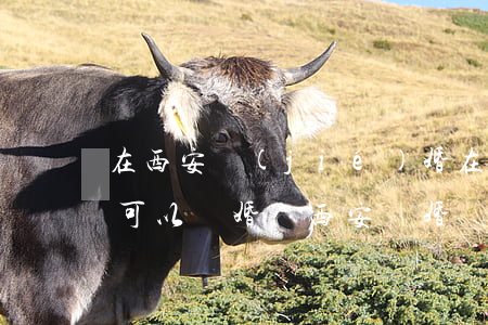 在西安結(jié)婚在咸陽(yáng)可以離婚嗎(西安 離婚)