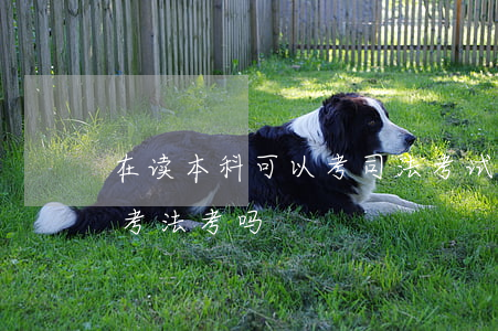 在读本科可以考司法考试吗(在校本科生可以考法考吗)