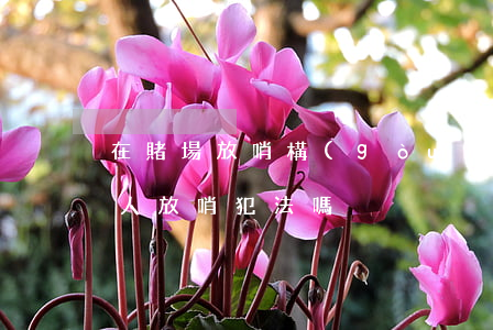 在賭場放哨構(gòu)成犯罪嗎(幫賭博的人放哨犯法嗎)