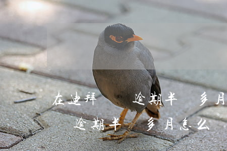 在迪拜簽證逾期半個多月怎么辦-在迪拜簽證逾期半個多月怎么辦理