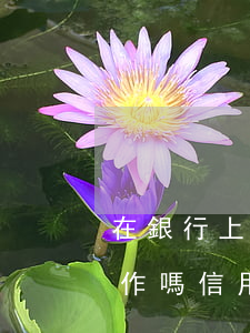 在銀行上班信用卡逾期會(huì)影響工作嗎（信用卡逾期去銀行辦業(yè)務(wù)受影響嗎）