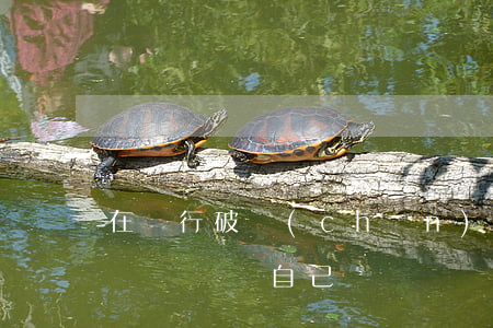 在銀行破產(chǎn)之后，這個國債會不會賠償給自己