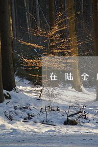 在陆金所贷款逾期上征信