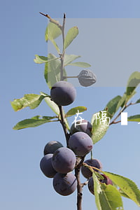 在隔離期間信用卡逾期(隔離期間還款逾期)
