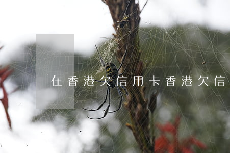 在香港欠信用卡(香港欠信用卡违法)
