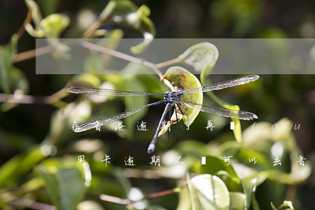 在香港逾期了,再過(guò)去還可以嗎?（信用卡逾期不還可以去香港么）