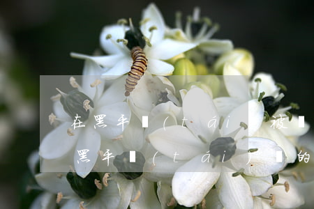 在黑平臺(tái)被騙可以追回資金嗎(被黑平臺(tái)騙的錢怎么才能要回來)