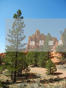 地契繼承公證怎么辦理(宅基地繼承公證)