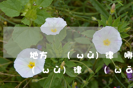 地方債務(wù)律師哪個(gè)好(債務(wù)律師網(wǎng))