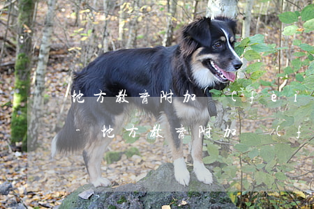 地方教育附加費(fèi)逾期需要處罰嗎-地方教育附加費(fèi)逾期需要處罰嗎知乎