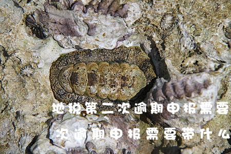 地税第二次逾期申报需要带什么-地税第二次逾期申报需要带什么资料
