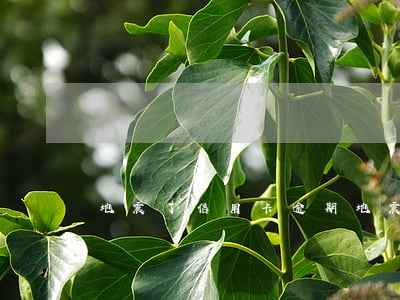 地震了 信用卡逾期（地震了 信用卡逾期）