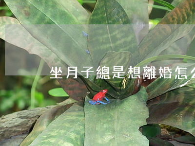 坐月子總是想離婚怎么辦