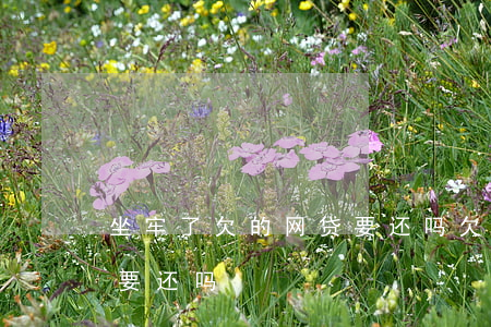 坐牢了欠的网贷要还吗(欠网贷坐牢了出来还要还吗)