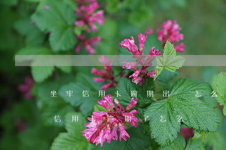 坐牢信用卡逾期出獄怎么辦信用卡-坐牢了信用卡逾期了怎么辦