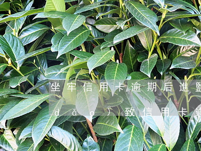 坐牢信用卡逾期后(進監(jiān)獄導(dǎo)致信用卡逾期)