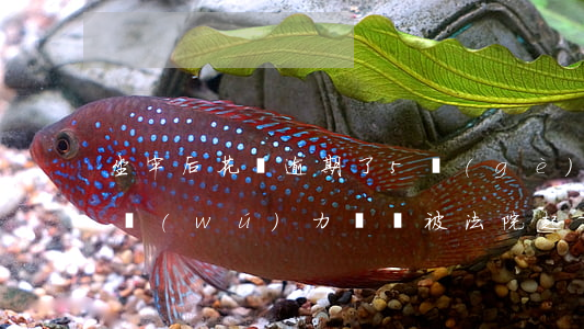 坐牢后花唄逾期了5個(gè)月(花唄逾期無(wú)力償還被法院起訴會(huì)坐牢嗎)