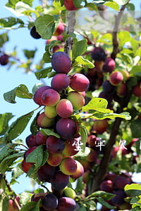 坐牢欠网贷会收房子吗