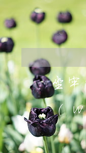 坐牢的欠網(wǎng)貸咋辦(坐牢了欠網(wǎng)貸怎么辦)