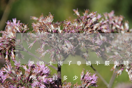 坐的士出了車禍不嚴重賠多少錢(司機出車禍死亡賠多少)
