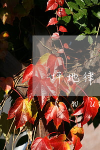 坪地律師事務(wù)所位置(蘭坪律師事務(wù)所電話)