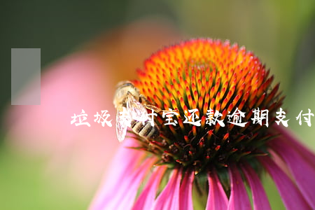 垃圾支付宝还款逾期(支付宝怎么还逾期)