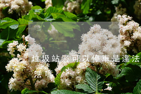 垃圾站邊可以停車是違法停車嗎(路邊停車違法嗎)