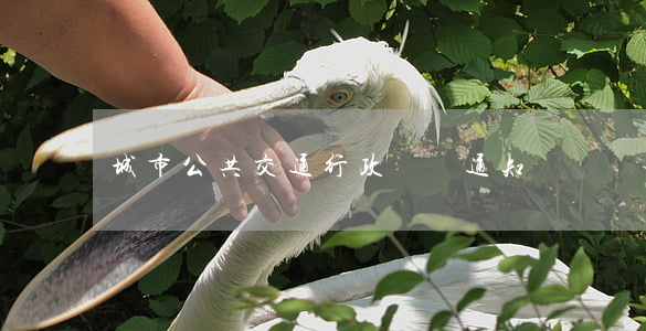 城市公共交通行政處罰通知書