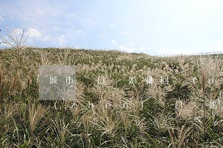 城市戶口離婚要回農(nóng)村嗎(城鎮(zhèn)戶口離婚后可以回農(nóng)村原籍)