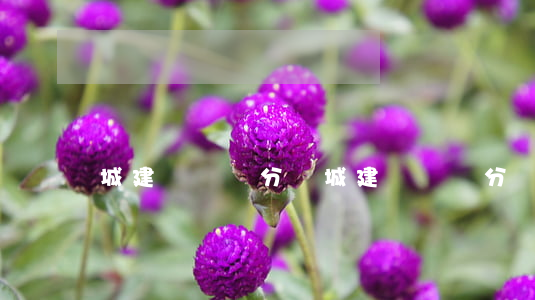 城建稅會計分錄(城建稅會計分錄)