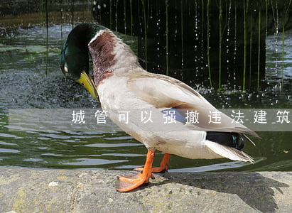 城管可以强撤违法建筑吗