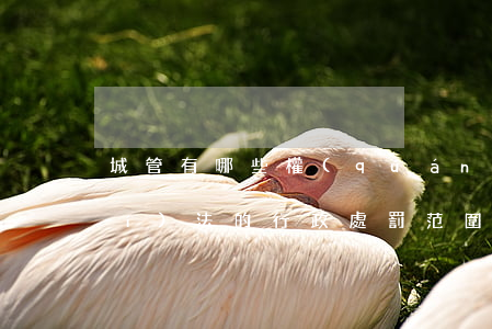 城管有哪些權(quán)利?城管執(zhí)法的行政處罰范圍2019年最新規(guī)定