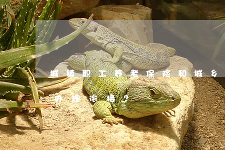 城镇职工养老保险和城乡居民养老保险如何办理衔接？