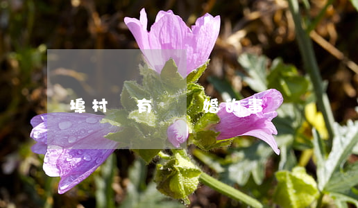 埠村楊有偉離婚的事