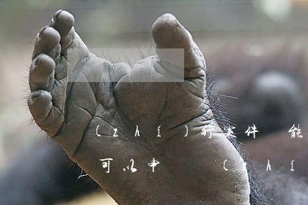 執(zhí)行案件還能上訴嗎(案件上訴期間可以申請執(zhí)行嗎)
