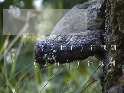 執(zhí)行款到賬被告需要交多少錢(執(zhí)行款到賬被告需要交多少錢)
