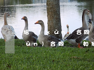培訓(xùn)合同糾紛如何處理(培訓(xùn)合同糾紛如何處理)