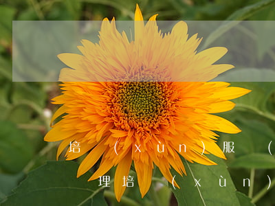 培訓(xùn)服務(wù)合同糾紛如何處理(培訓(xùn)機(jī)構(gòu)培訓(xùn)合同)