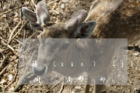 培訓(xùn)機(jī)構(gòu)合同糾紛向哪個部門