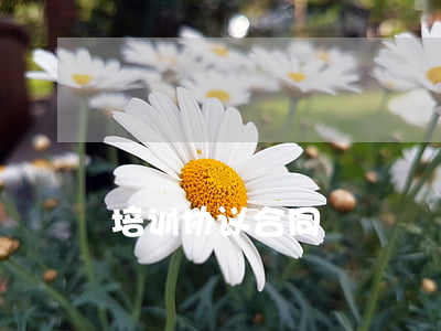 培训协议合同