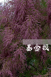 基金投資優(yōu)化組合