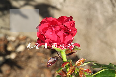 基金贖回技巧