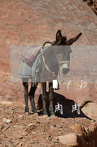 報(bào)告老公申請(qǐng)離婚肉肉
