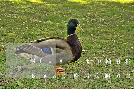 報(bào)廢車輛拍照怎么繼承(汽車報(bào)廢后牌照可以保留嗎)