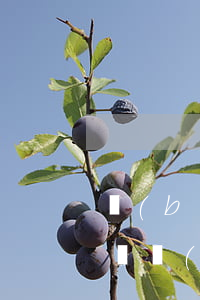 報(bào)考公務(wù)員的條件(想在稅務(wù)局上班,報(bào)考公務(wù)員的條件)