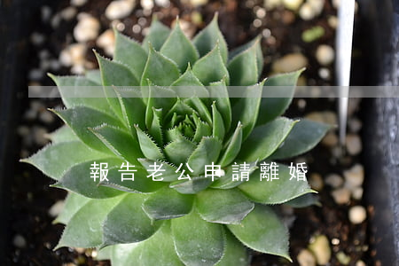 報告老公申請離婚