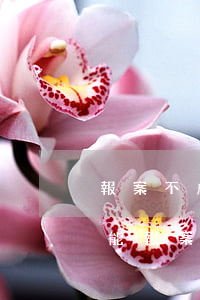 報案不成功可以法院起訴嗎(到法院起訴后還能報案嗎)