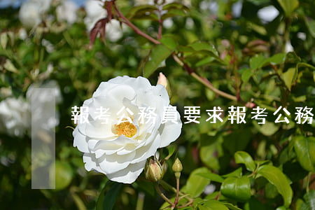 報考公務員要求(報考公務員要求)