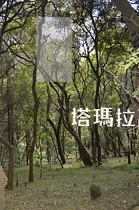 塔瑪拉離婚